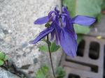 0011-murasaki.jpg