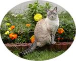 002-neko-5nennmae.jpg