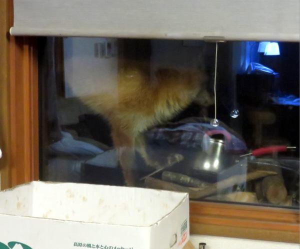 0105-kitune.jpg