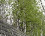 011-sirakaba.jpg
