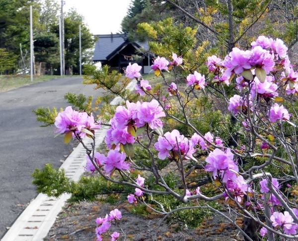 0423-tutuji.jpg