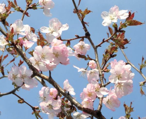0501-sakura-2.jpg