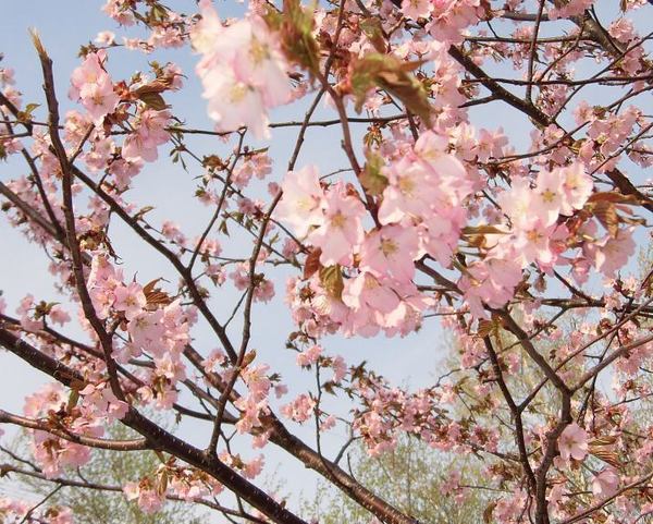 0501-sakura-6.jpg