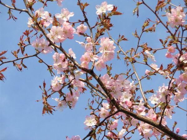 0501-sakura-7.jpg