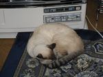 1-neko.jpg