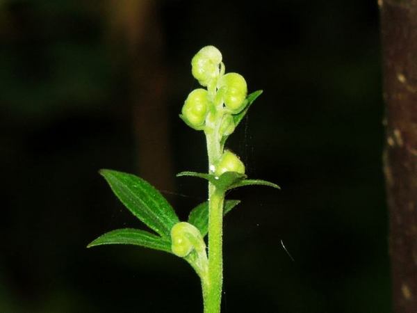 1003-torikabuto.jpg
