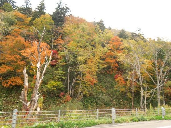 1008-kouyou.jpg