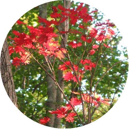 101-momiji.jpg