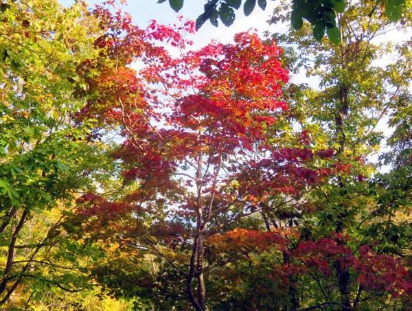 1015-momiji.jpg
