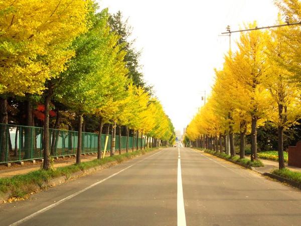 1024-ichounamiki.jpg