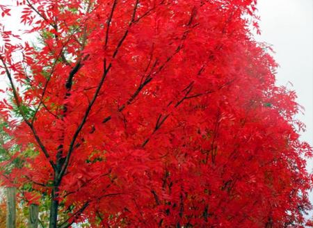 1026-nanakamado.jpg