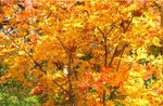 107-3-momiji.jpg