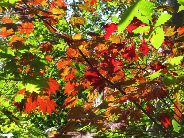 109-momiji-wa.jpg