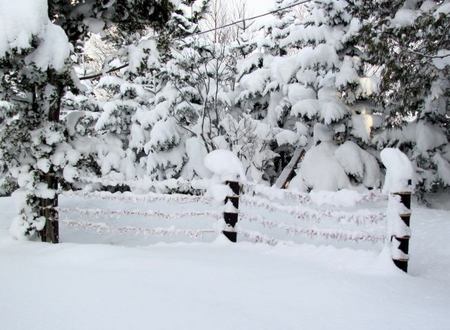 109-omikuji.jpg
