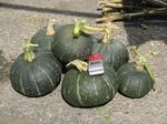 11-kabocha.jpg