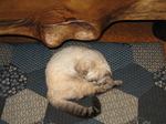 1102-neko.jpg