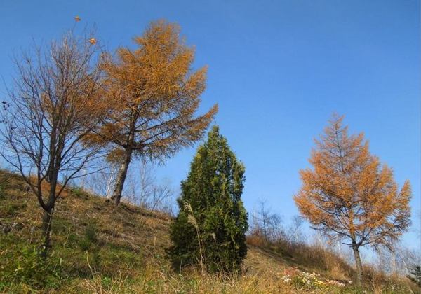1115-harew.jpg