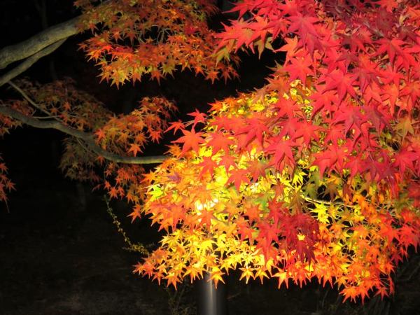 1128-kouyou.jpg