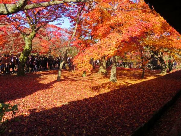 1130-touhukuji-14.jpg
