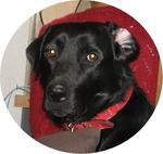 12-inu.jpg
