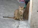12-neko.jpg