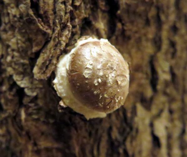 1218-siitake-1.jpg