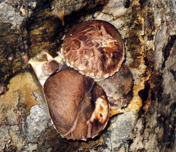 225-siitake.jpg