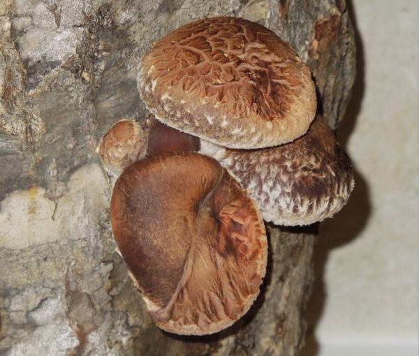 227-siitake.jpg