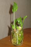 4-wasabi.jpg