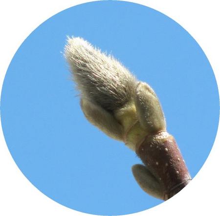 404-mokuren.jpg