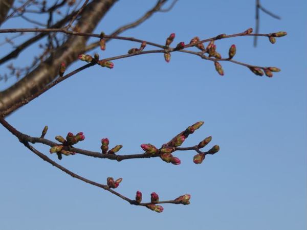 424-sakura.jpg
