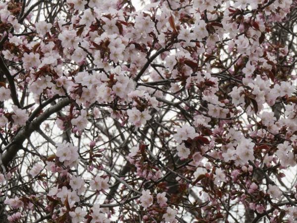 426-sakura-2.jpg