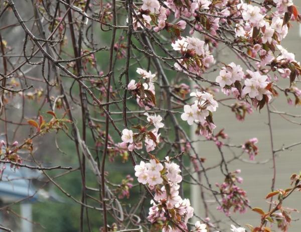 426-sakura.jpg