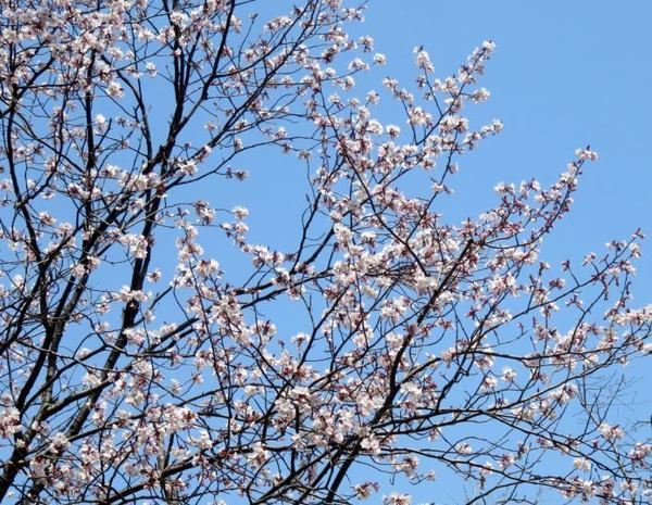 426-sakura.jpg