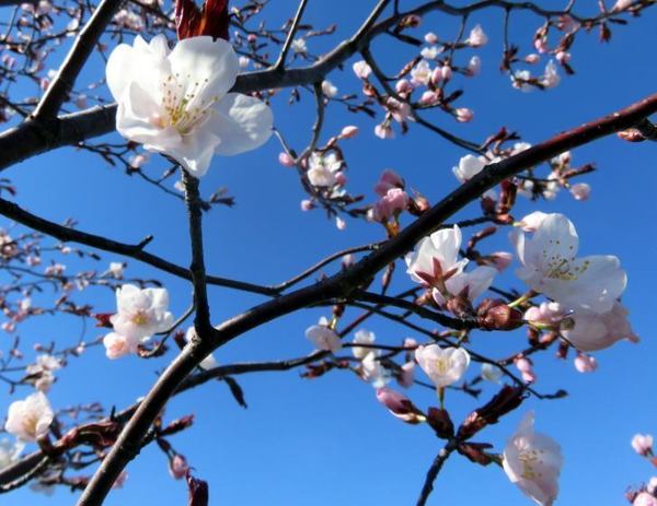 427-sakura-6.jpg