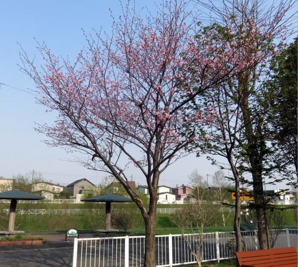 427-sakura-kouenn.jpg