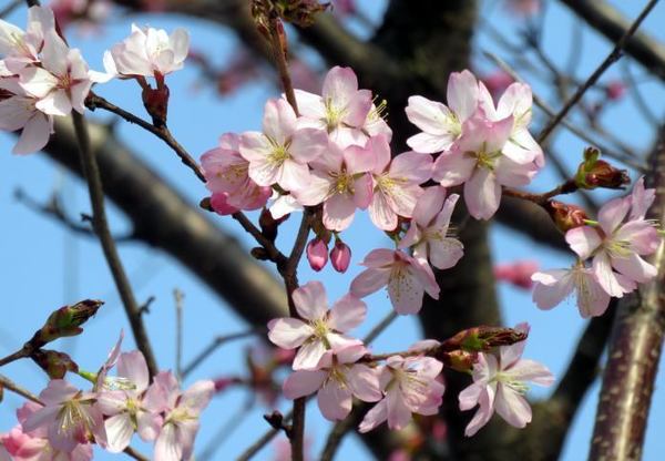 427-sakura-up.jpg