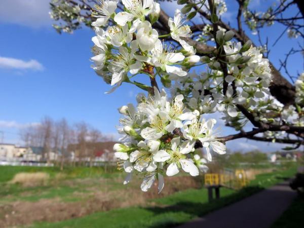 507-sakura.jpg