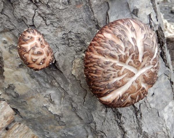 507-siitake-up.jpg