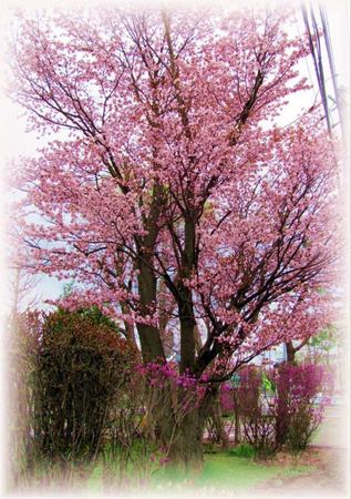 513-sakura-3.jpg