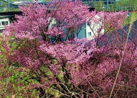 515-sakura.jpg