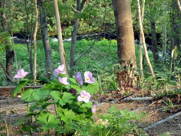 518-sirane-kawa.jpg