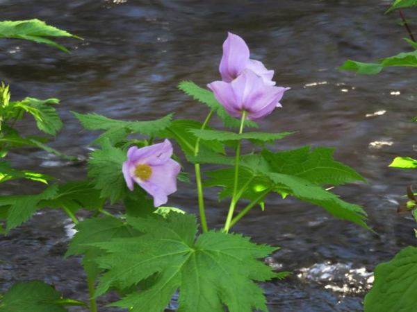 519-sirane.jpg