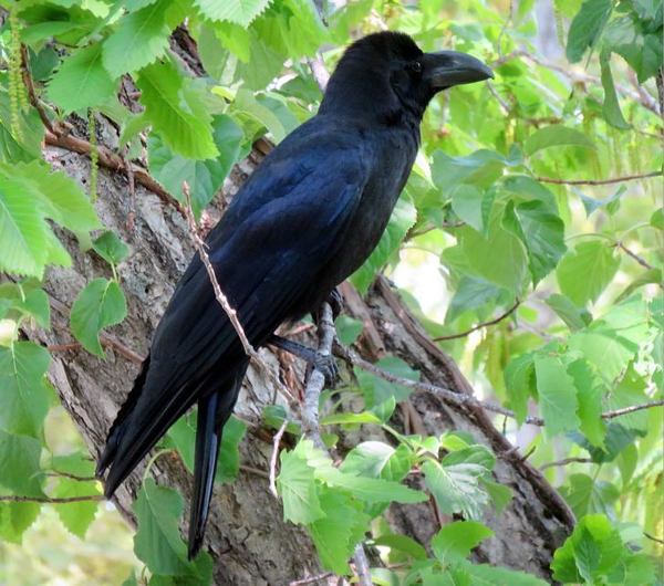 522-karasu-2.jpg