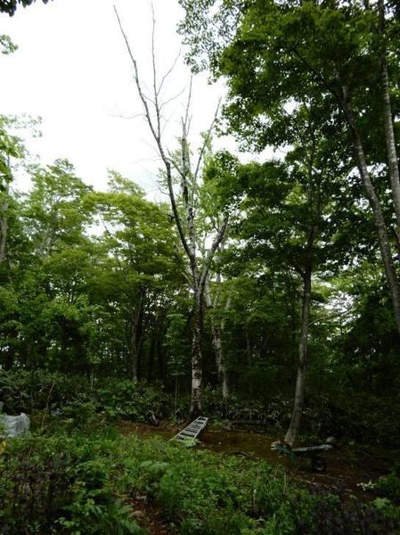 602-tachigare.jpg