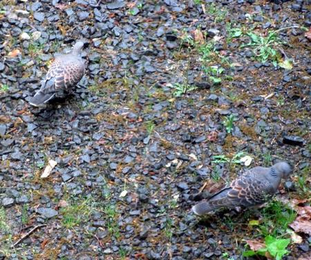 616-hato.jpg