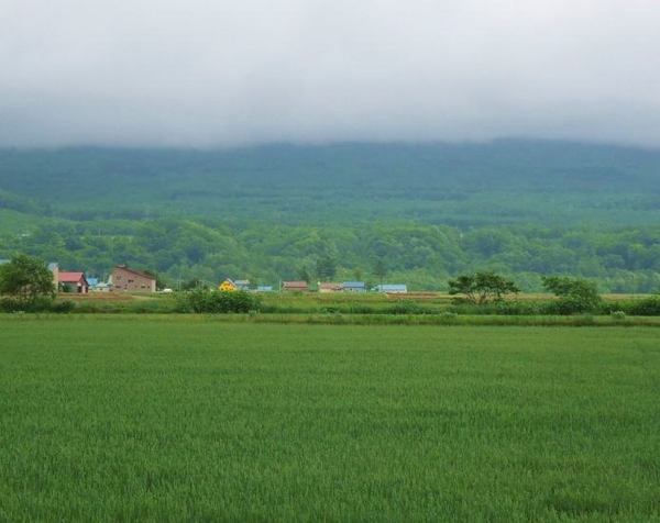 620-dennenn.jpg