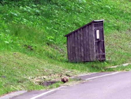 624-tanuki.jpg