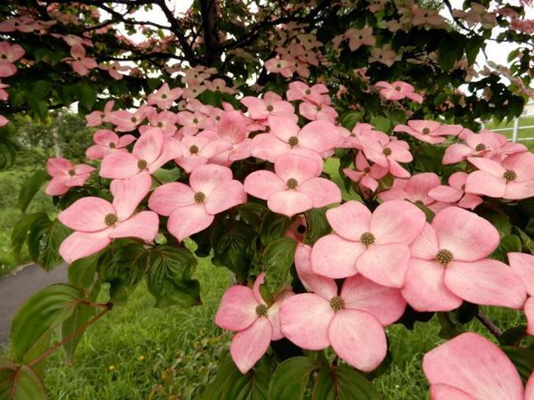 627-yamabousi.jpg