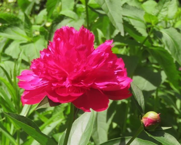 707-botann-3.jpg